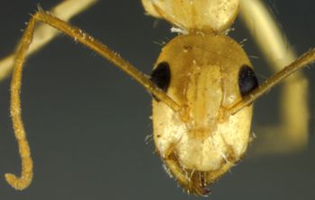 Media type: image;   Entomology 21462 Aspect: head frontal view